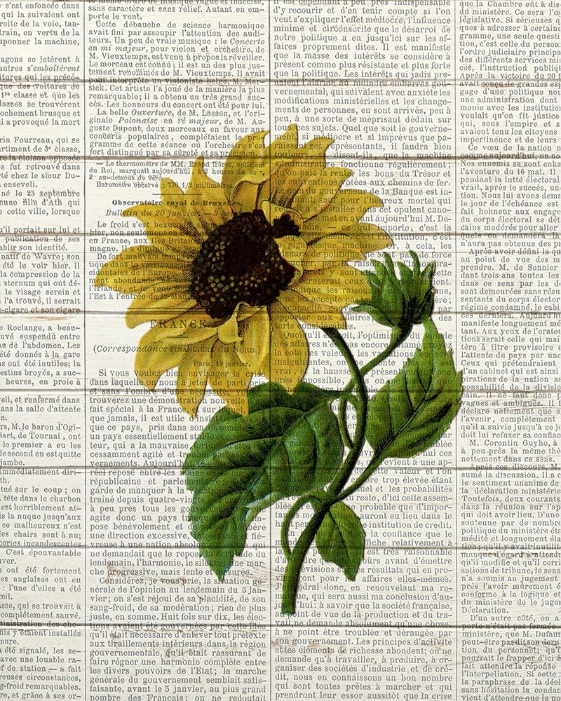 Wall art: Sunflower Print 3, by Bailey, Ann