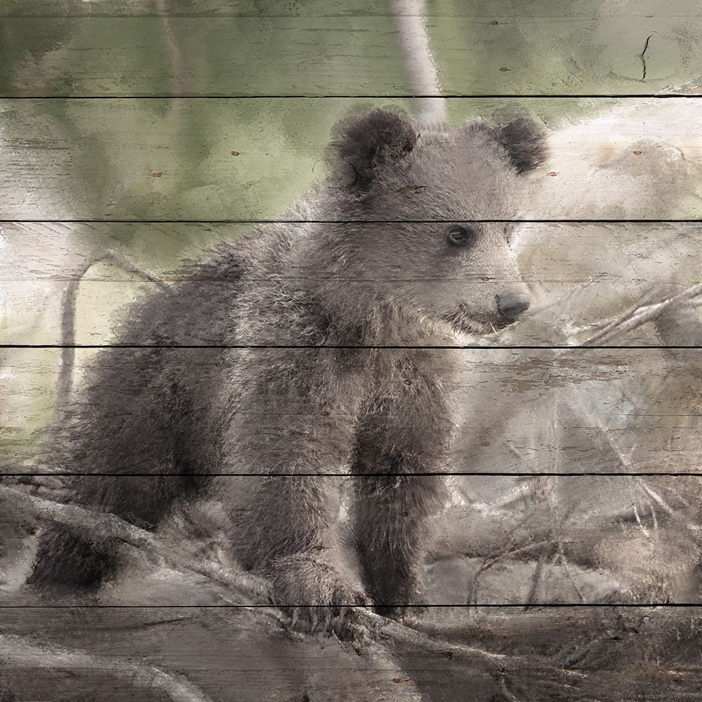 Art Print: Bear Cub 1