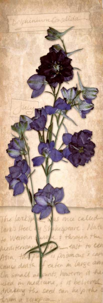 Wall Art Painting id:74898, Name: July Larkspur, Artist: Stimson, Diane