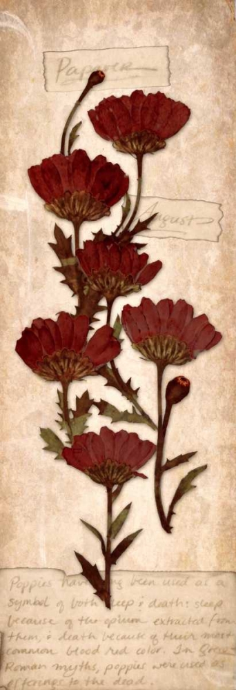 Wall Art Painting id:74900, Name: August Poppy, Artist: Stimson, Diane