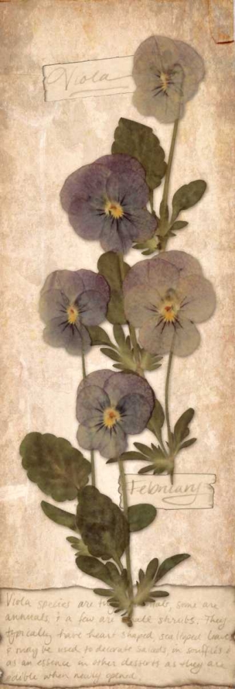 Wall Art Painting id:74901, Name: February Violet, Artist: Stimson, Diane