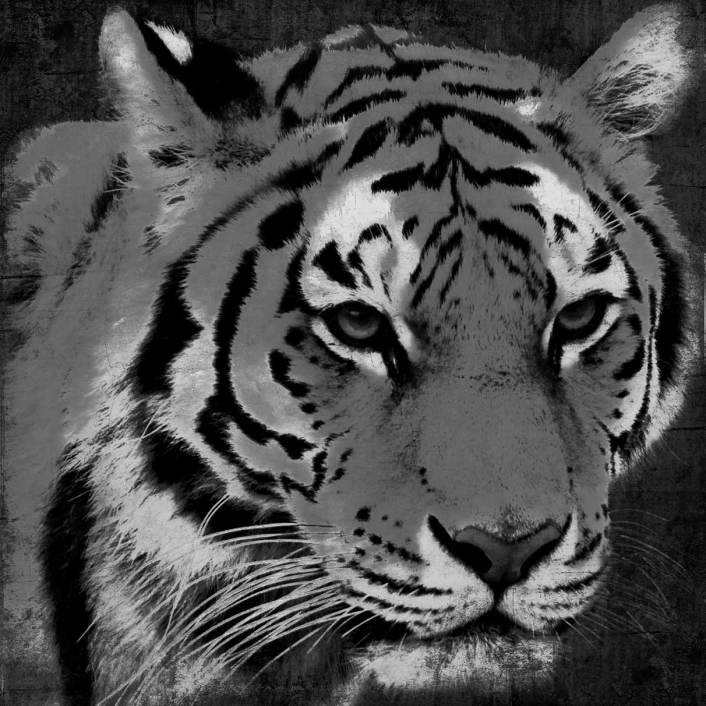 Wall Art Painting id:86573, Name: Tiger Black And White, Artist: Grey, Jace