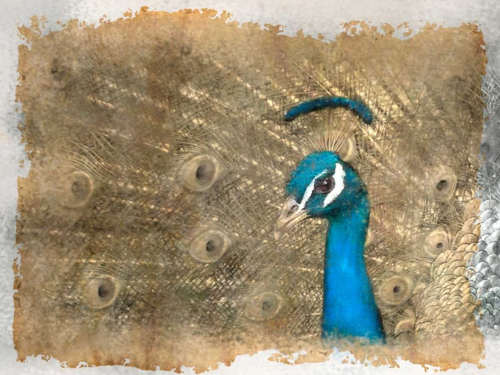 Wall Art Painting id:106564, Name: Antique Peaccock, Artist: Allen, Kimberly