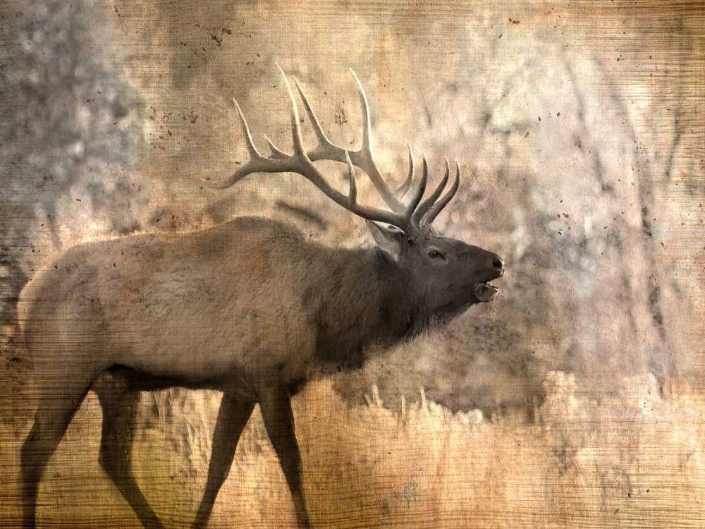 Wall Art Painting id:106574, Name: Morning Walk, Artist: Allen, Kimberly