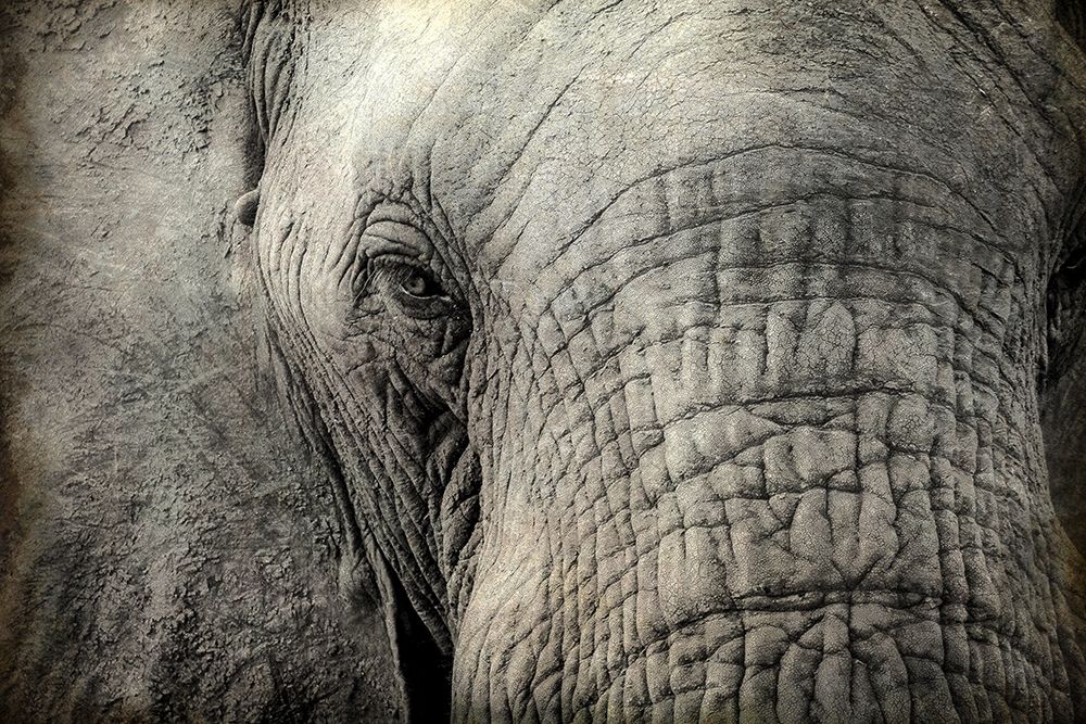 Wall art: Gazing, by Allen, Kimberly