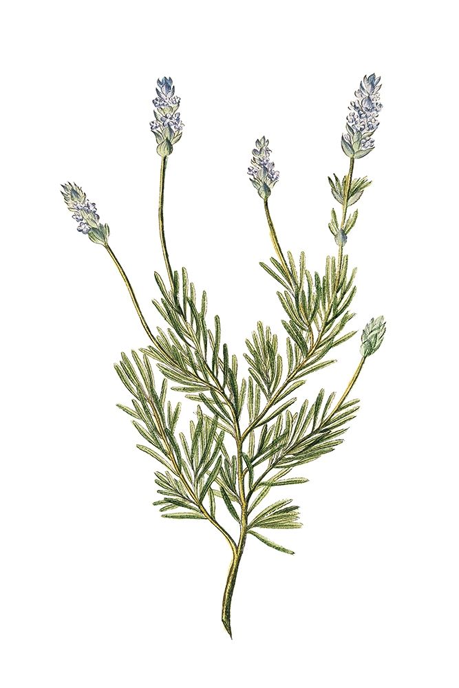 Wall art: Herbs on White 1, by Allen, Kimberly