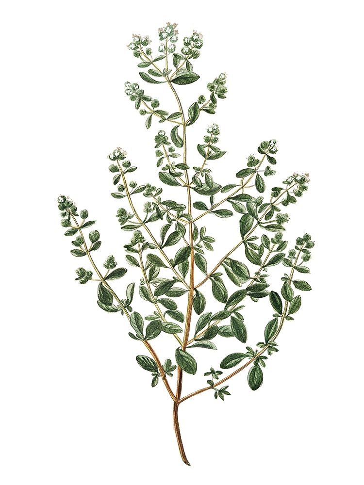 Wall art: Herbs on White 2, by Allen, Kimberly
