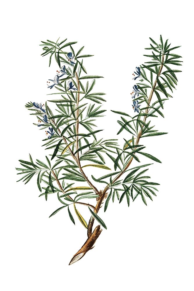Wall Art Painting id:240901, Name: Herbs on White 3, Artist: Kimberly, Allen