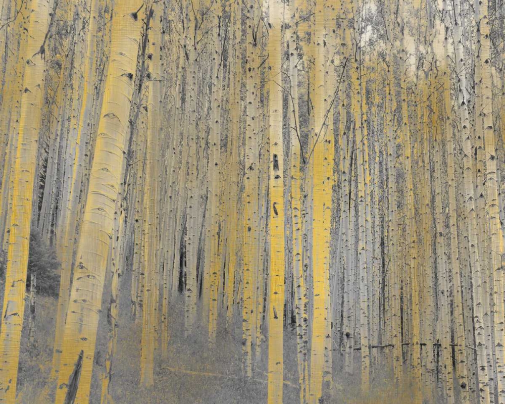 Art Print: Aspen Forest in Gold