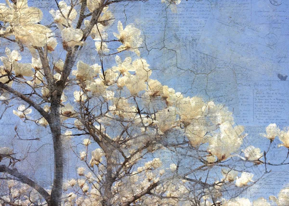 Wall Art Painting id:138219, Name: Magnolia Dream, Artist: Allen, Kimberly