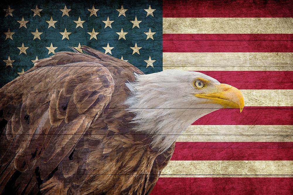 Wall art: USA Eagle, by Allen, Kimberly