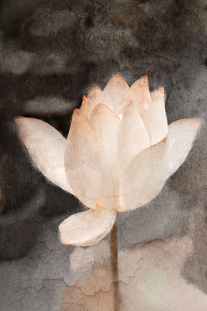 Wall art: Lotus Bloom, by Allen, Kimberly