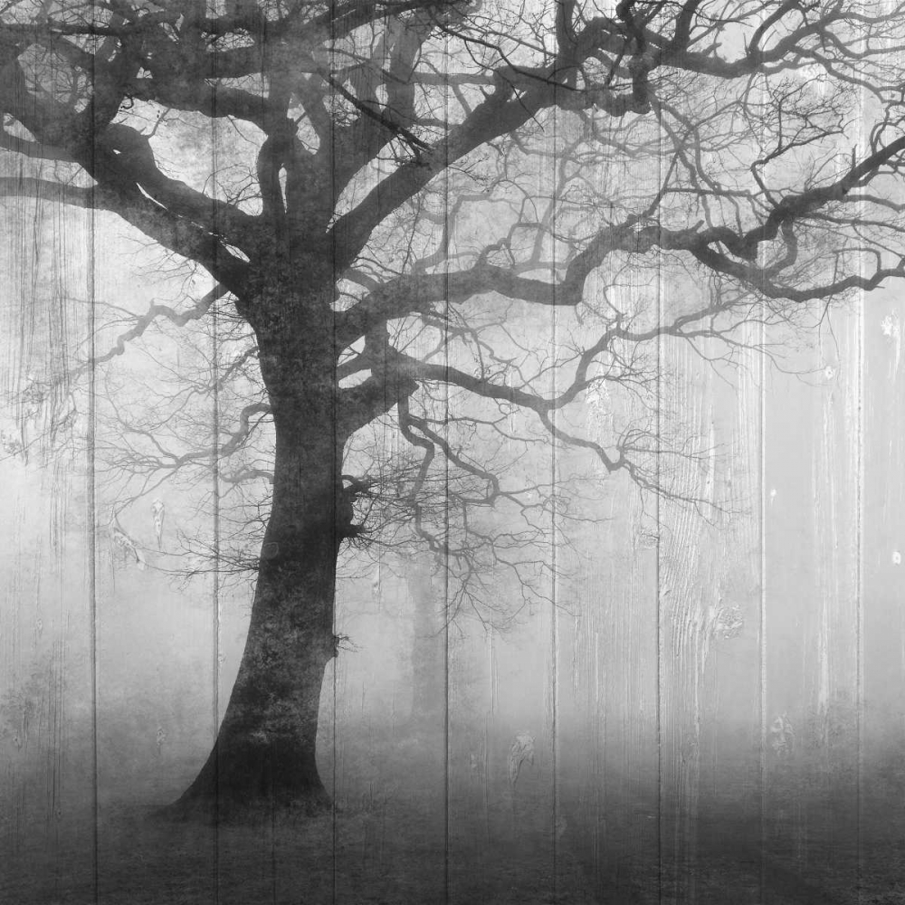 Art Print: In the Mist