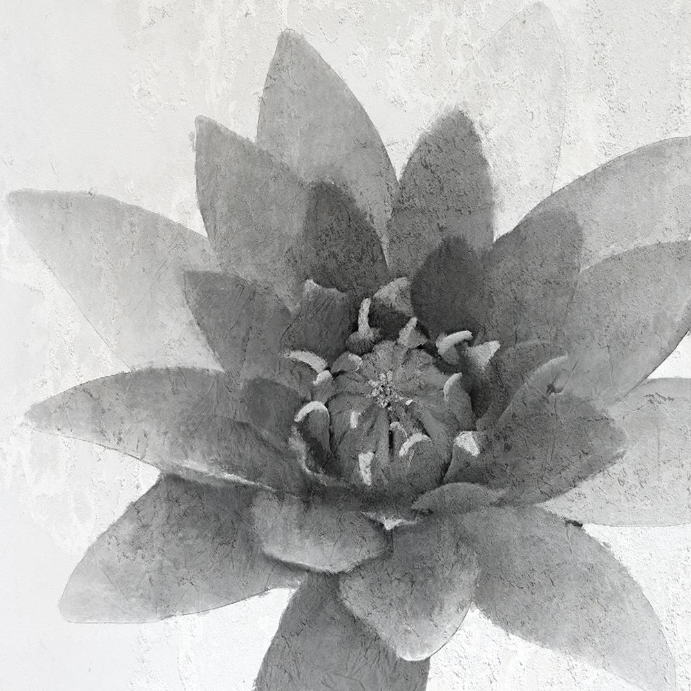 Wall art: Lotus 1, by Allen, Kimberly