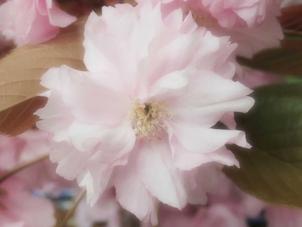 Wall Art Painting id:86986, Name: Soft Japanische Kirsche, Artist: May