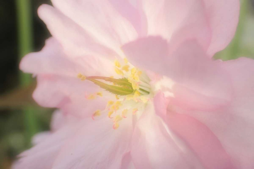 Wall Art Painting id:86987, Name: Soft Japanische Kirsche 2, Artist: May