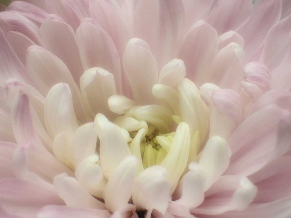 Wall Art Painting id:86989, Name: Blume Chrysantheme 2, Artist: May