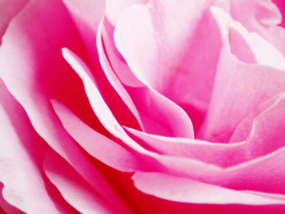 Art Print: Rose Nahbereich 2