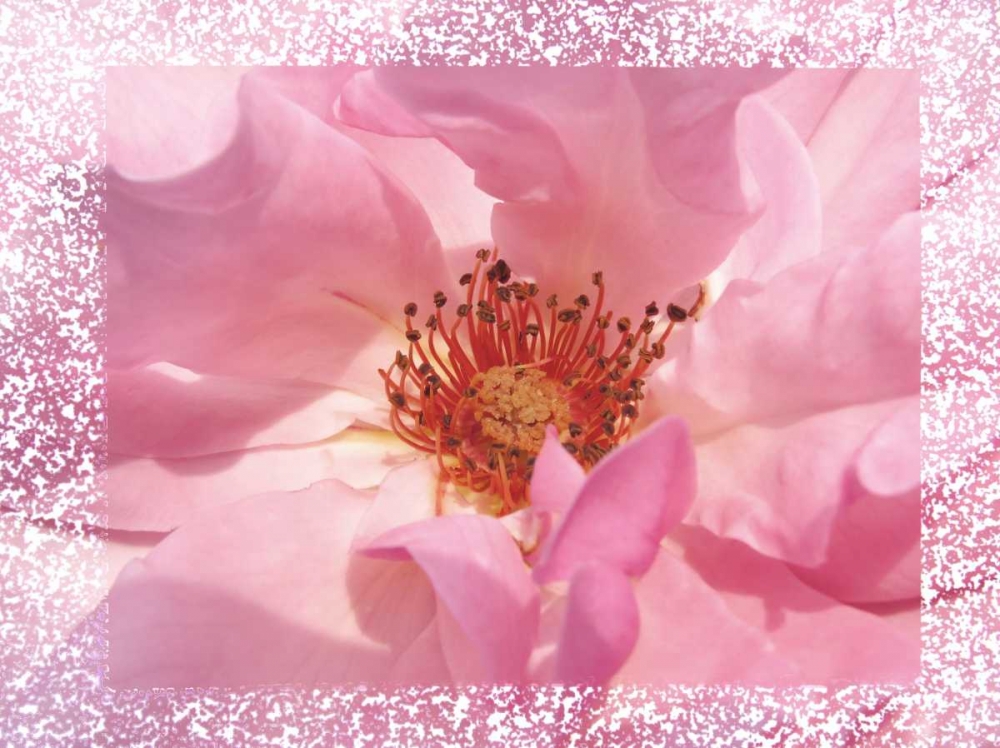 Wall Art Painting id:86992, Name: Rosenkern Rahmen, Artist: May