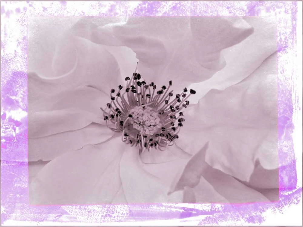 Art Print: Rosenkern Rahmen 2