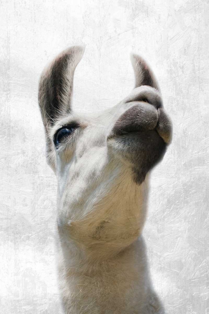 Art Print: Pondering Lama