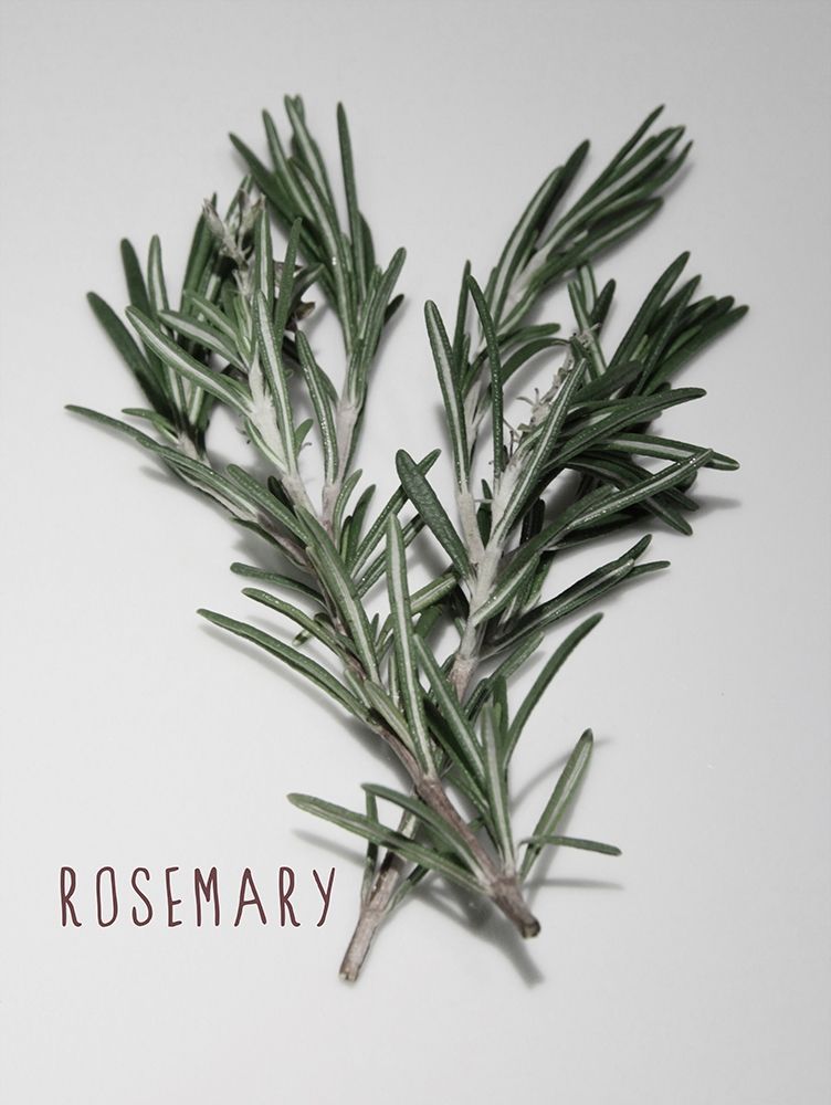 Art Print: Time-Honored Rosemary 1