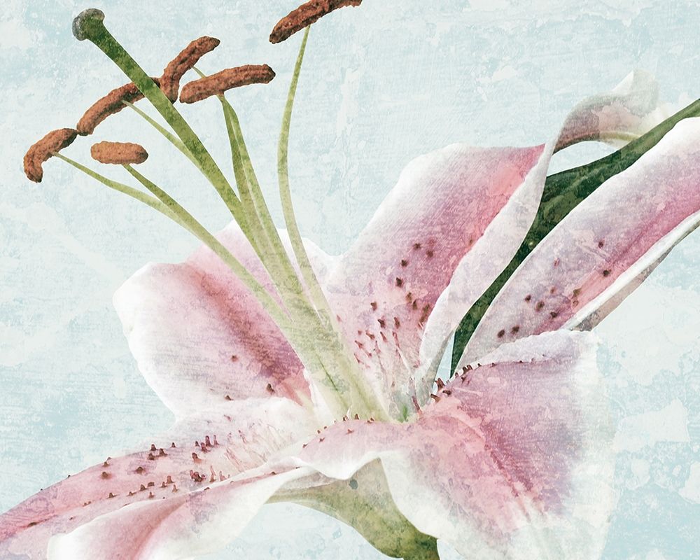 Art Print: Lily Love 1