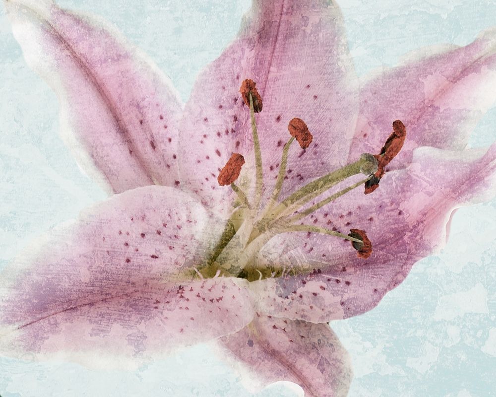 Art Print: Lily Love 2