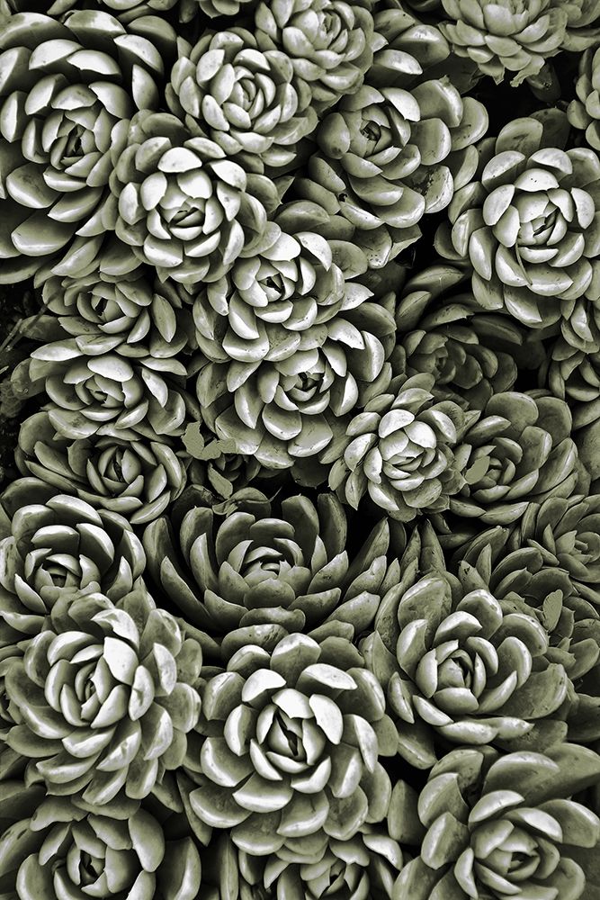 Art Print: Botanical Farm 1