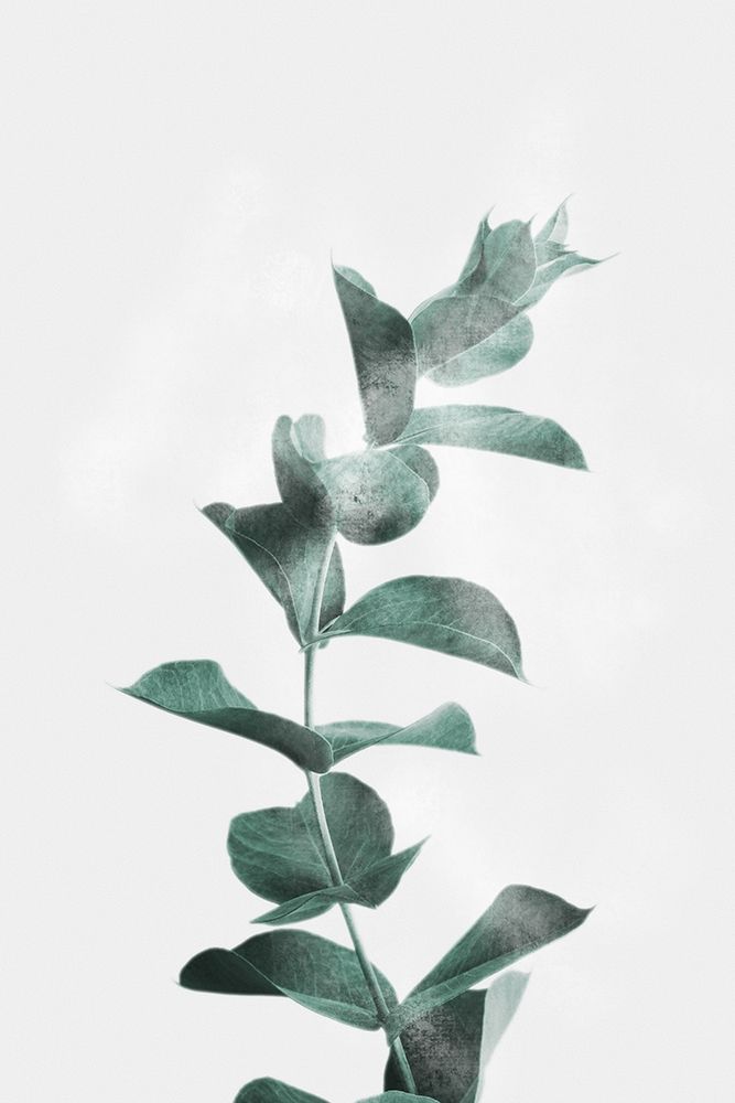 Art Print: Misty Eucalyptus