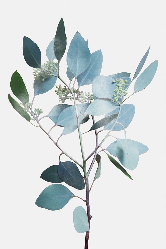 Art Print: Misty Eucalyptus 2