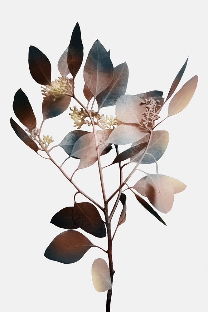 Art Print: Autumn Eucalyptus 1