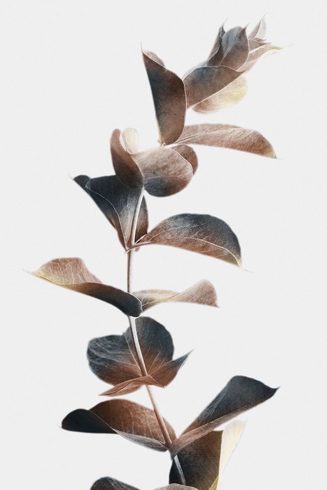 Art Print: Autumn Eucalyptus 2