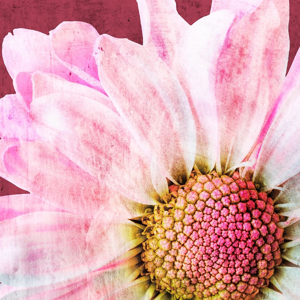 Art Print: Restful Bloom