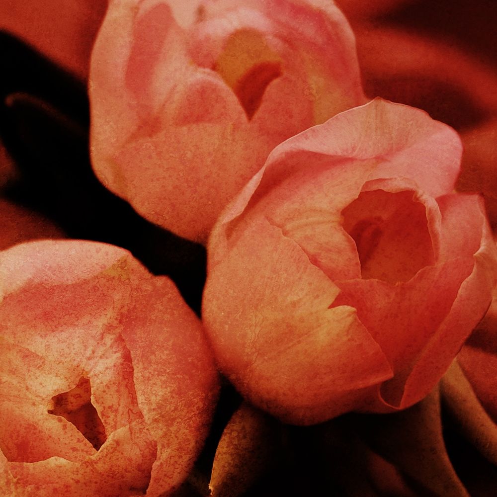 Art Print: Floral Spice