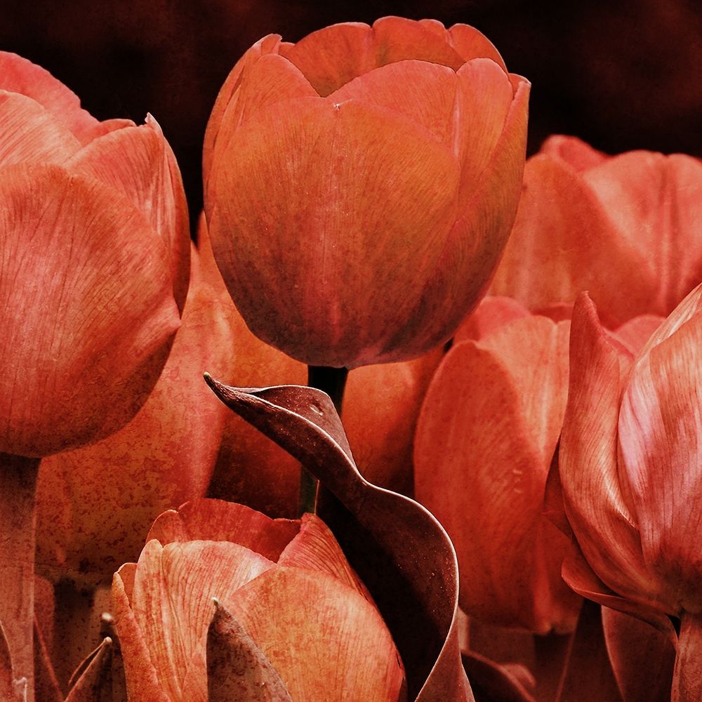 Art Print: Floral Spice 2