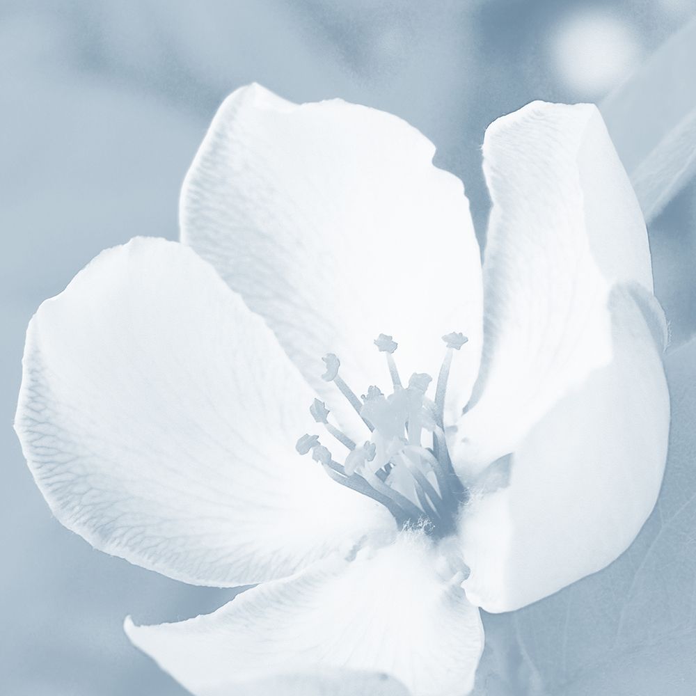 Art Print: Blooming Love 1