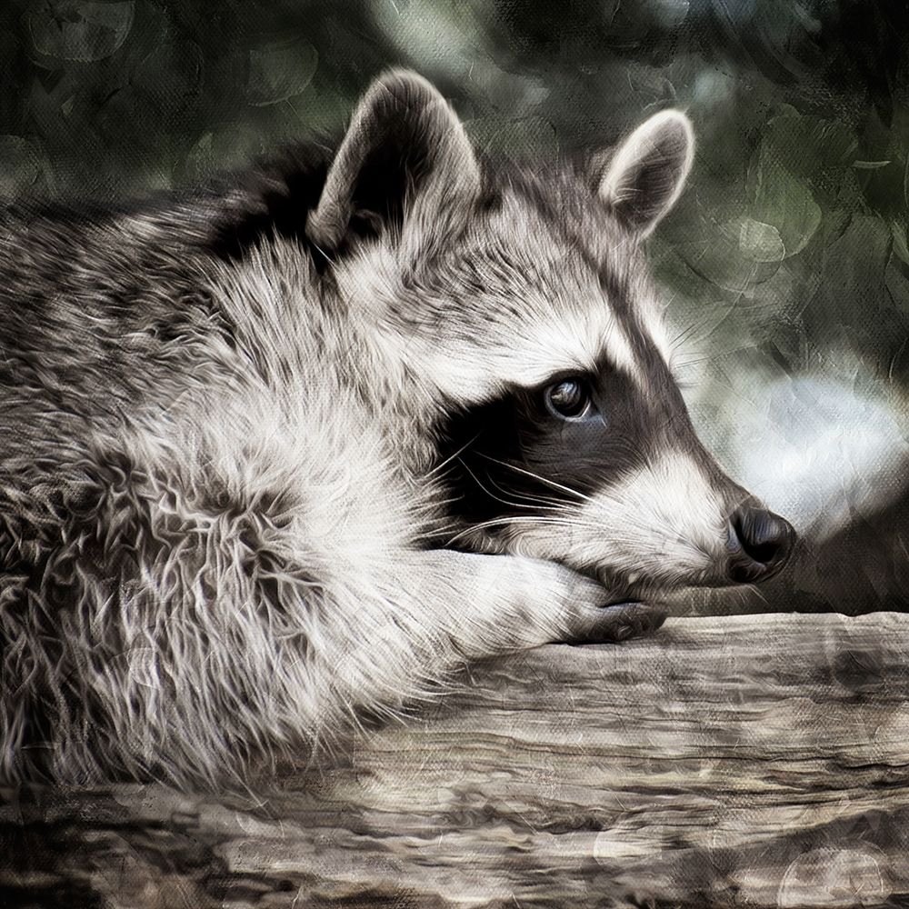 Art Print: Pondering Raccoon