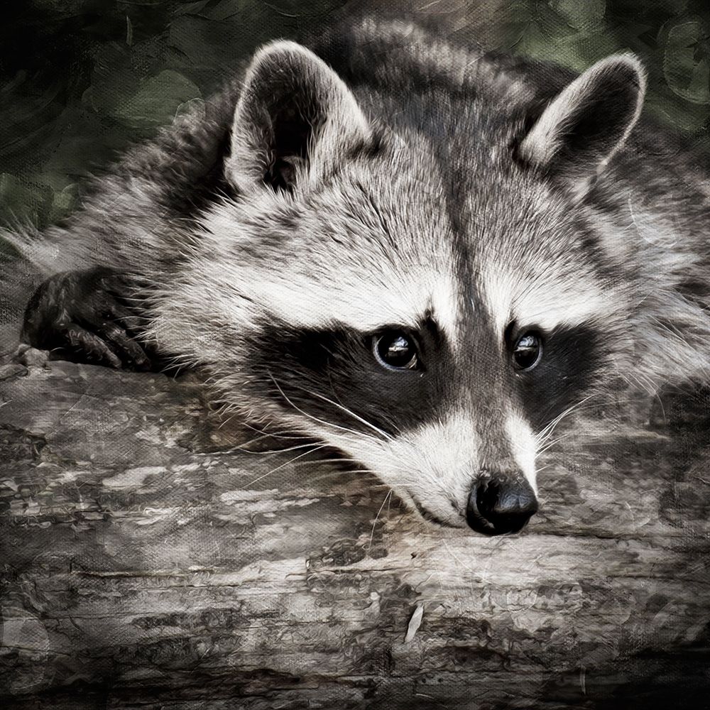 Art Print: Pondering Raccoon 2