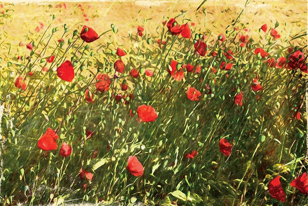 Wall Art Painting id:200726, Name: Pack Of Poppies, Artist: Villa, Mlli