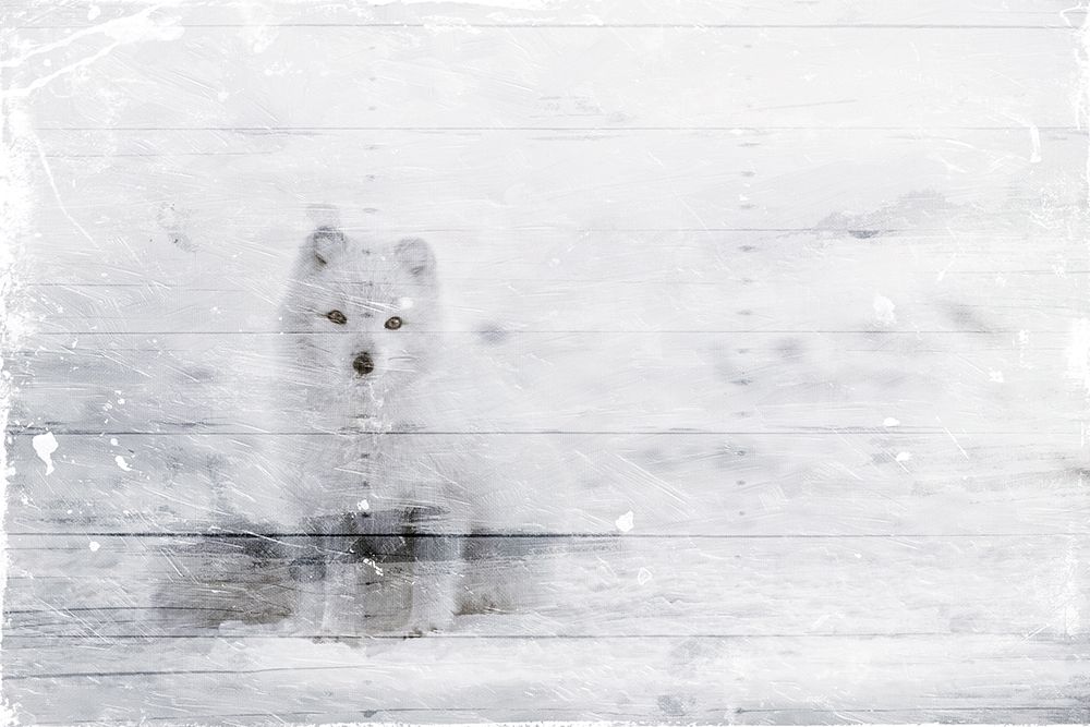 Art Print: White Fox In The Distance