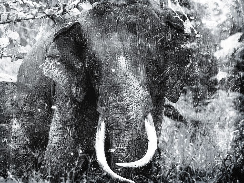 Art Print: Elephant Look Two