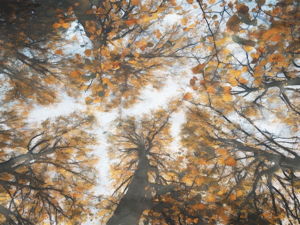 Art Print: Look Up In The Forest