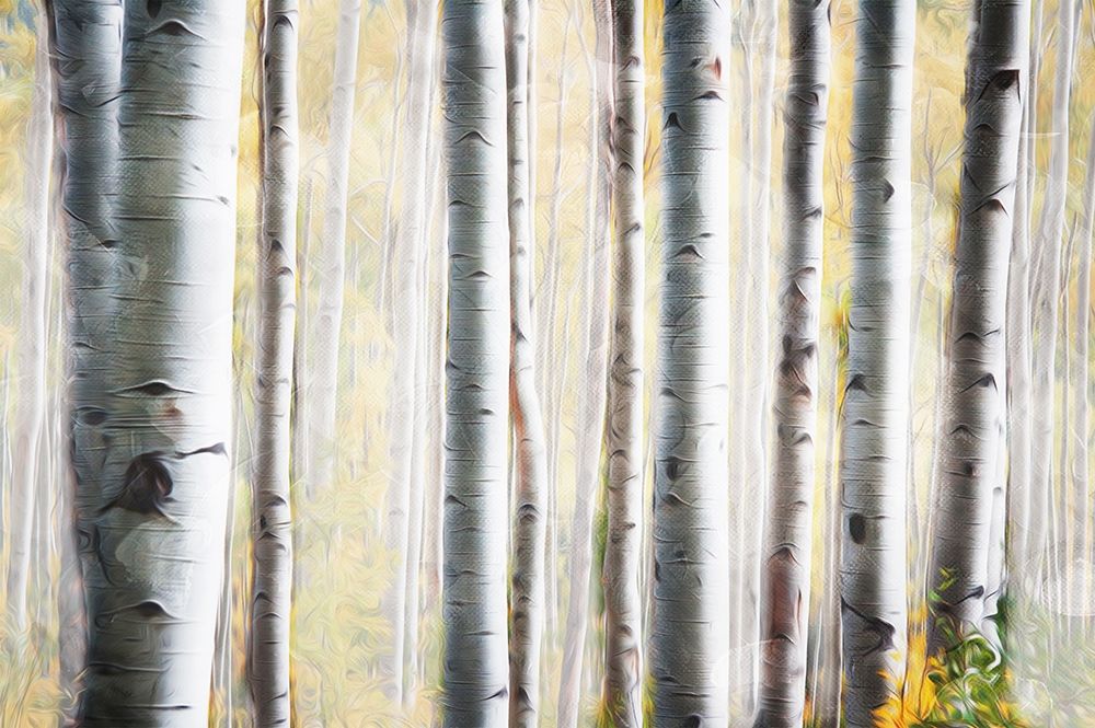 Art Print: Birch Family
