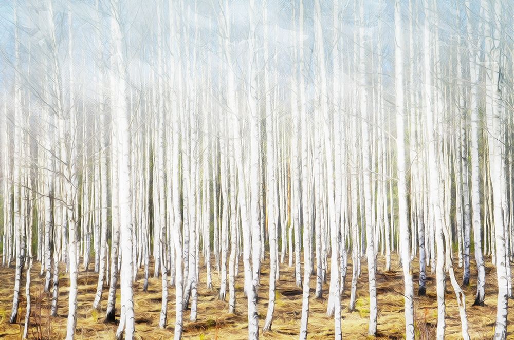 Art Print: Birch In The Woods