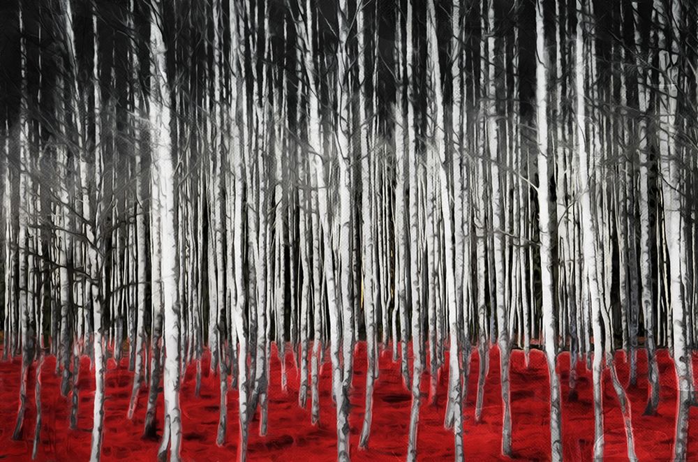 Art Print: Birch In The Woods At Night