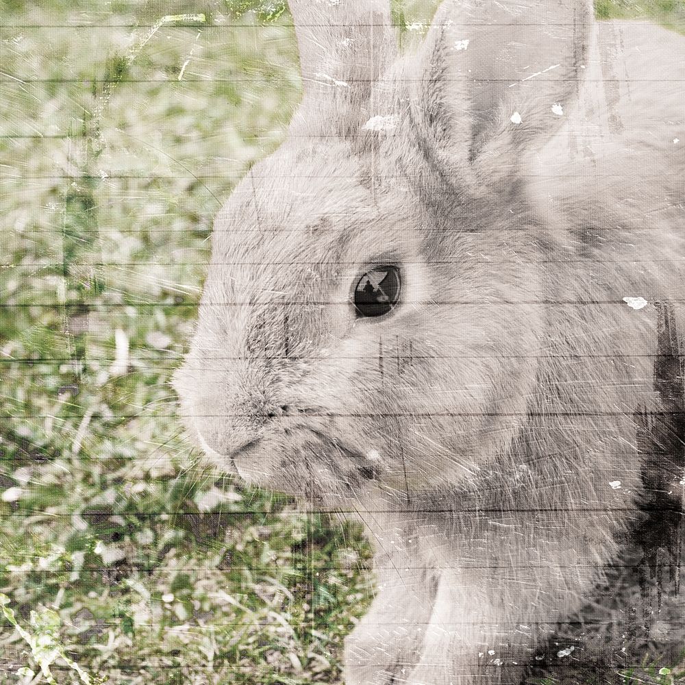 Art Print: Bunny See