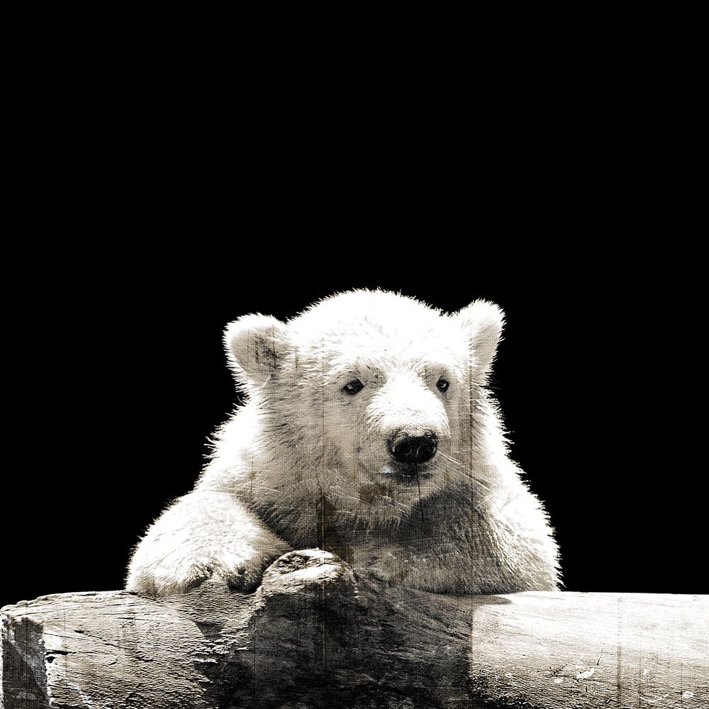 Art Print: Polar Looks