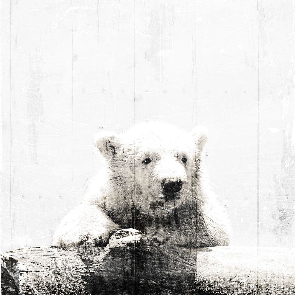 Art Print: Polar Looks White