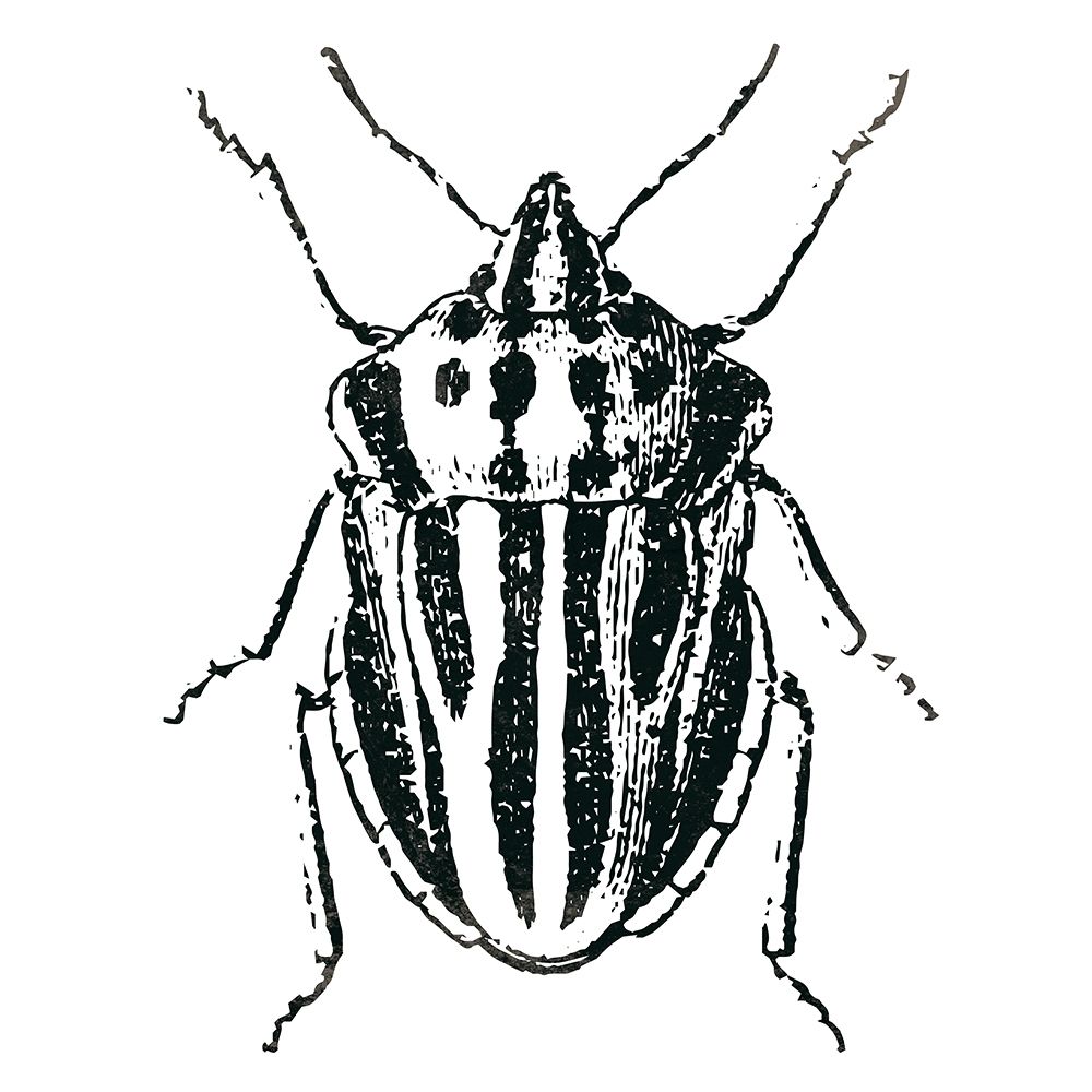 Art Print: Bug Life Three